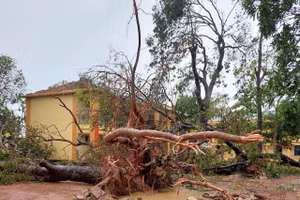 Trường Tiểu học Nghi Thu (Cửa Lò, Nghệ An) bị tốc mái phòng học và bật gốc hàng loạt cây cổ thụ.