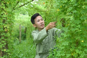 Anh Nguyễn Quốc Hoàng quyết tâm phát triển nông nghiệp sạch trên chính quê hương mình.