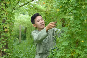 Anh Nguyễn Quốc Hoàng quyết tâm phát triển nông nghiệp sạch trên chính quê hương mình.