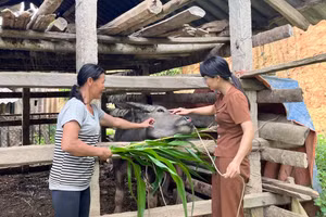 Tạo sinh kế bền vững - hướng đi quan trọng giúp bà con thoát nghèo.