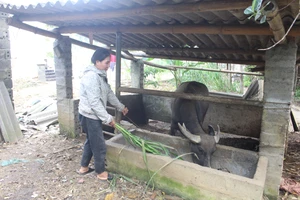 Mô hình chăn nuôi bò lai Sind, trâu cái sinh sản, dê lai sinh sản được duy trì, nhân rộng tại nhiều xóm trên địa bàn xã Yên Trạch.