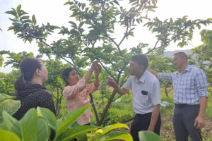 Cây Na được trồng trên núi đá của Trung Sơn không những phù hợp với khí hậu, đất đai mà còn được người dân chăm sóc cẩn thận, áp dụng kỹ thuật mới như đốn, tỉa cành hợp lý, thụ phấn nhân tạo, phòng trừ sâu bệnh hiệu quả.