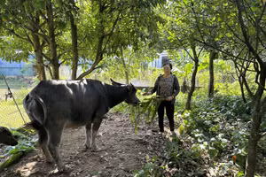 Bà Ứng Thị Thêm, xã An Khánh, tỉnh Thái Nguyên được hỗ trợ 2 con trâu sinh sản từ chương trình MTQG giảm nghèo bền vững.