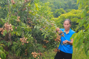 Trồng cây ăn quả trên đất dốc nhiều người dân nhanh chóng xóa đói giảm nghèo.