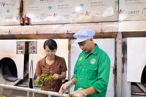 Cây chè từ ‘xóa đói, giảm nghèo’ trở thành cây ‘làm giàu’.