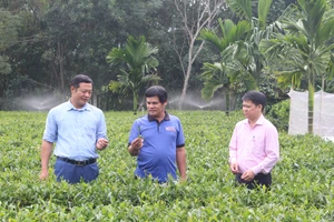 Vay vốn giải quyết việc làm: Động lực thúc đẩy sinh kế bền vững 