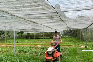 Khởi nghiệp từ mô hình trồng rau an toàn.