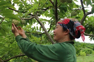 Theo thống kê tính đến đầu năm 2025, toàn tỉnh Thái Nguyên còn 23.061 hộ nghèo (chiếm 5,46%) và 15.482 hộ cận nghèo (3,67%).