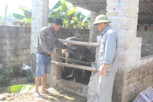 Mô hình hỗ trợ nuôi trâu sinh sản đã lan tỏa hiệu quả tại nhiều địa phương.