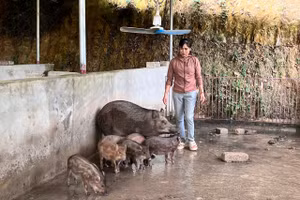 Triển vọng mô hình nuôi lợn từ thức ăn có bổ sung chè xanh Thái Nguyên.