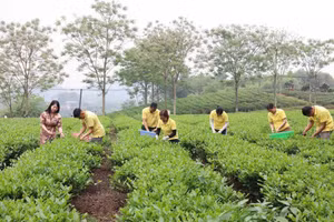 Trong những năm gần đây, tỉnh Thái Nguyên đang từng bước đưa cây chè vượt ra khỏi phạm vi nông nghiệp đơn thuần, trở thành trung tâm trong mô hình phát triển văn hóa nông nghiệp du lịch.