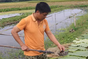 Anh Nguyễn Công Hoan, dân tộc Tày, ở xóm Đồng Phủ 1, xã Yên Trạch là một trong những hộ tiên phong áp dụng mô hình nuôi ốc tại địa phương.