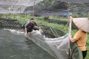 Với tổng kinh phí hơn 1,7 tỷ đồng, mô hình nuôi cá tầm hỗ trợ trực tiếp cho 6 hộ dân tộc thiểu số thuộc diện hộ nghèo và cận nghèo tại xóm Ngọc Sơn, xã Thần Sa, tỉnh Thái Nguyên.