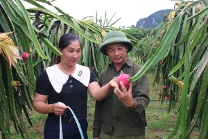 Người dân Tràng Xá thoát nghèo nhờ thanh long ruột đỏ.