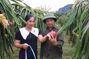 Người dân Tràng Xá thoát nghèo nhờ thanh long ruột đỏ.