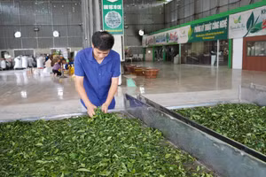 HTX duy trì việc làm thường xuyên cho 7 lao động và từ 12 đến 15 lao động thời vụ.