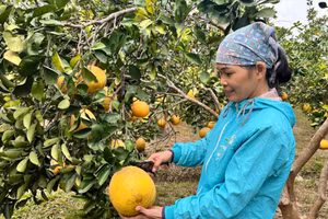 Nông dân Thái Nguyên phấn khởi vụ bưởi Tết.