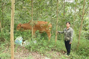 Giảm nghèo bền vững nhờ được hỗ trợ sinh kế và nhà ở.