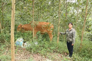 Giảm nghèo bền vững nhờ được hỗ trợ sinh kế và nhà ở.