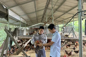 Ông Phạm Minh Phương, Phó Chủ tịch UBND xã Võ Nhai thăm mô hình chăn nuôi gà hướng thịt lông màu nhập nội.
