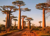 Vẻ đẹp của những khu rừng kì lạ trên thế giới