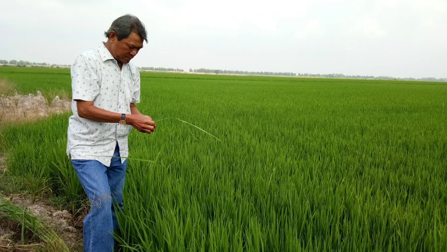 Nông dân ĐBSCL kiểm tra cây lúa trên đồng. Ảnh: Quốc Hải