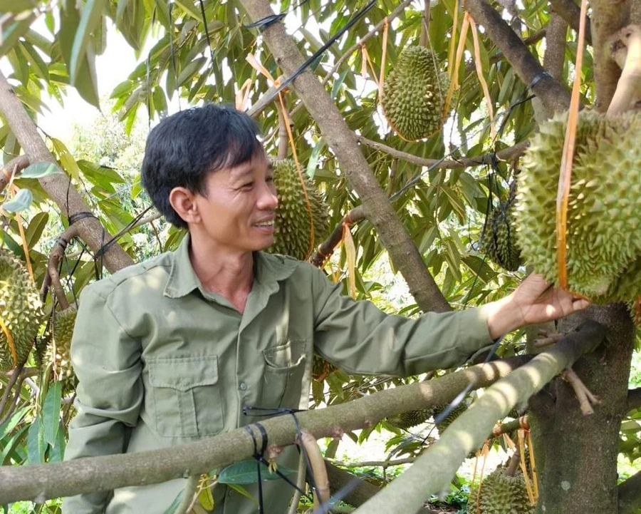 Nguồn vốn tín dụng chính sách đang trở thành "điểm tựa" giúp hàng chục nghìn hộ nghèo tại Bình Phước tăng thu nhập, ổn định cuộc sống. Ảnh: N.Vy