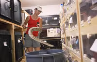 Dùng tay trần chiết nọc độc rắn nguy hiểm nhất thế giới