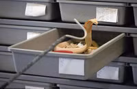 Dùng tay trần chiết nọc độc rắn nguy hiểm nhất thế giới