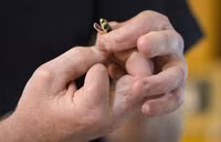 Dùng tay trần chiết nọc độc rắn nguy hiểm nhất thế giới