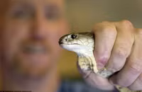 Dùng tay trần chiết nọc độc rắn nguy hiểm nhất thế giới