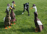 Cuộc thi thời trang dành cho ‘người mẫu vịt’ ảnh 8 Cuộc thi thời trang dành cho ‘người mẫu vịt’ ảnh 8