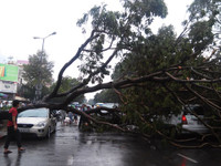 Cây ngã đổ đè ô tô giữa trung tâm TPHCM ảnh 5 mưa cây đổ 3