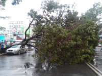 Cây ngã đổ đè ô tô giữa trung tâm TPHCM ảnh 6 mưa cây đổ 4