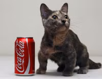 Mèo nhỏ nhất thế giới chỉ cao 13cm ảnh 2 Mèo nhỏ nhất thế giới chỉ cao 13cm ảnh 2