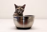 Mèo nhỏ nhất thế giới chỉ cao 13cm ảnh 1 Mèo nhỏ nhất thế giới chỉ cao 13cm ảnh 1