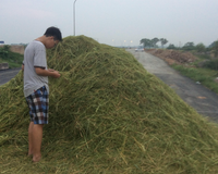 Đề tài về rơm rạ của học sinh thành phố đoạt giải Nhất cuộc thi KHKT ảnh 2 Đề tài về rơm rạ của học sinh thành phố đoạt giải Nhất cuộc thi KHKT ảnh 2