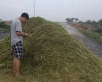 Đề tài về rơm rạ của học sinh thành phố đoạt giải Nhất cuộc thi KHKT ảnh 2 Đề tài về rơm rạ của học sinh thành phố đoạt giải Nhất cuộc thi KHKT ảnh 2