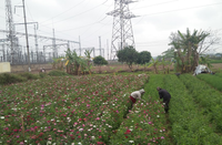 Làng hoa Tây Tựu tất bật chuẩn bị cho 8/3 ảnh 1