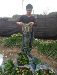 Làng hoa Tây Tựu tất bật chuẩn bị cho 8/3 ảnh 8