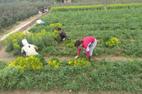 Làng hoa Tây Tựu tất bật chuẩn bị cho 8/3 ảnh 5