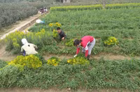 Làng hoa Tây Tựu tất bật chuẩn bị cho 8/3 ảnh 5