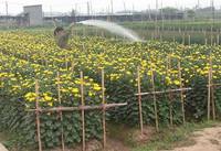 Làng hoa Tây Tựu tất bật chuẩn bị cho 8/3 ảnh 2