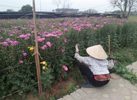 Làng hoa Tây Tựu tất bật chuẩn bị cho 8/3 ảnh 4