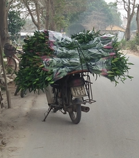 Làng hoa Tây Tựu tất bật chuẩn bị cho 8/3 ảnh 9