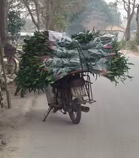 Làng hoa Tây Tựu tất bật chuẩn bị cho 8/3 ảnh 9