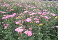 Làng hoa Tây Tựu tất bật chuẩn bị cho 8/3 ảnh 3