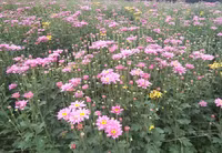 Làng hoa Tây Tựu tất bật chuẩn bị cho 8/3 ảnh 3