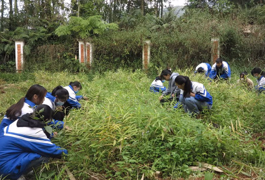 Học sinh trường THPT Ngân Sơn (Bắc Kạn) với mô hình vườn gừng tại trường