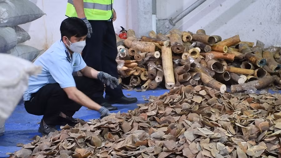 Phát hiện hơn 456 kg nghi là ngà voi và 6,2 tấn nghi là vảy tê tê.